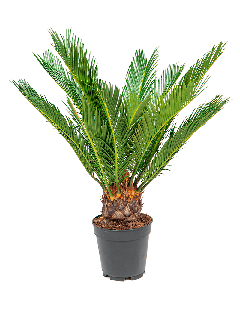 Verzorgingstips Cycas